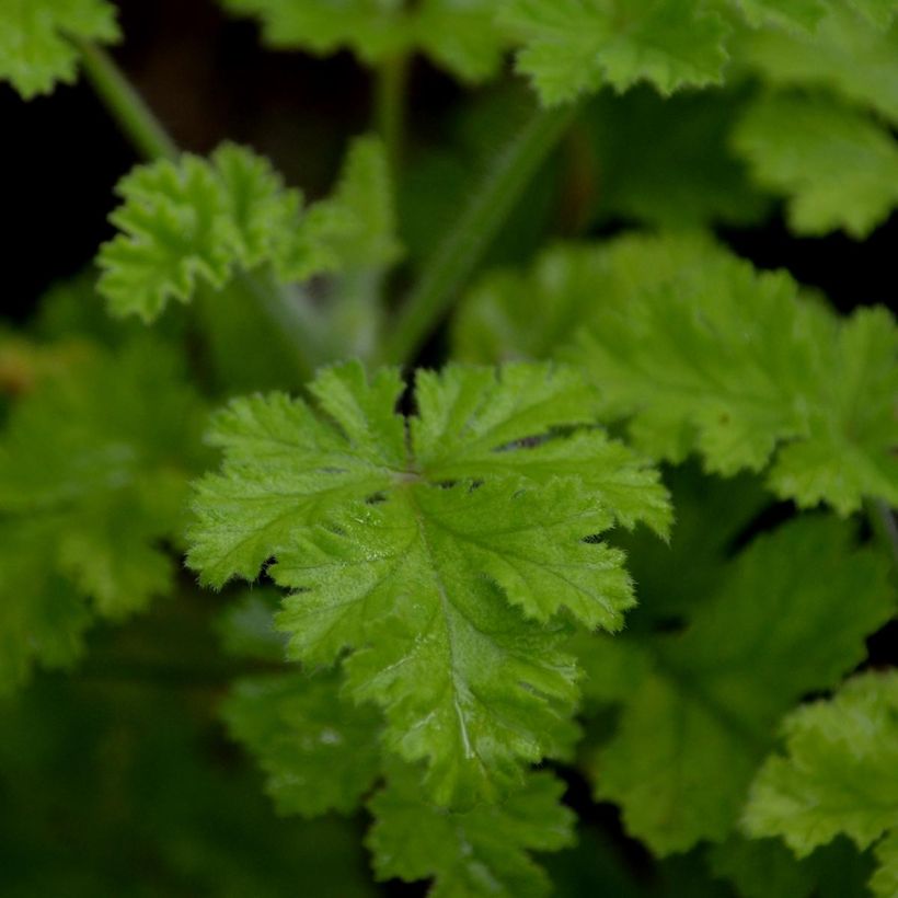 Tuoksupelargoni Concolor Lace (Lehvistö)