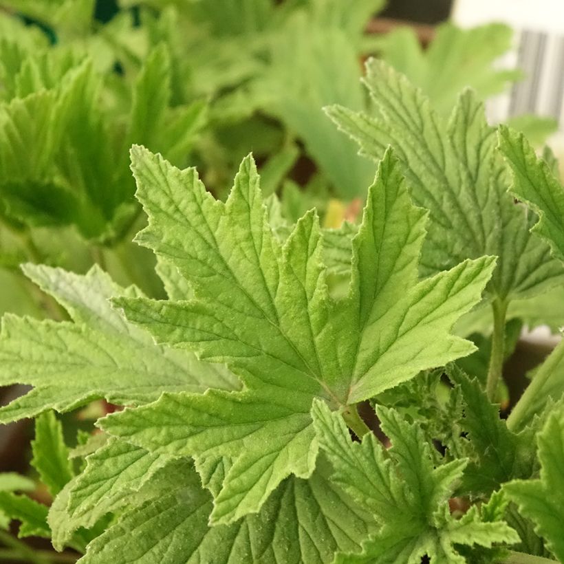 Tuoksupelargoni Orange Fizz (Lehvistö)