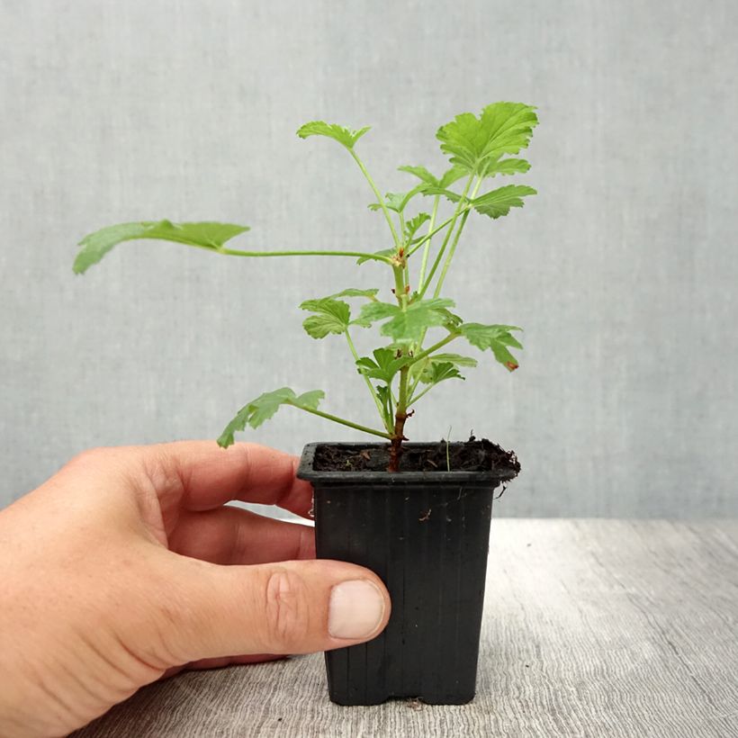 Esimerkki kesällä toimitetusta Pélargonium - Geranium parfumé Paton's Unique Godet de 7/8 cm-taimesta