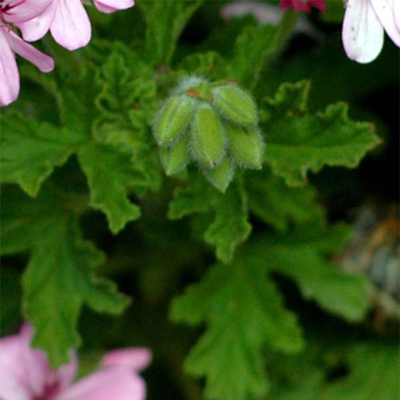 Tuoksupelargoni - Pelargonium graveolens (Lehvistö)
