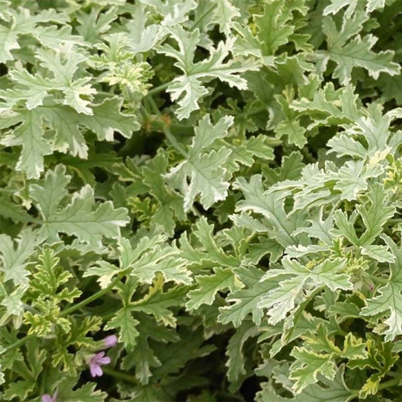 Tuoksupelargoni Grey Lady Plymouth (Lehvistö)