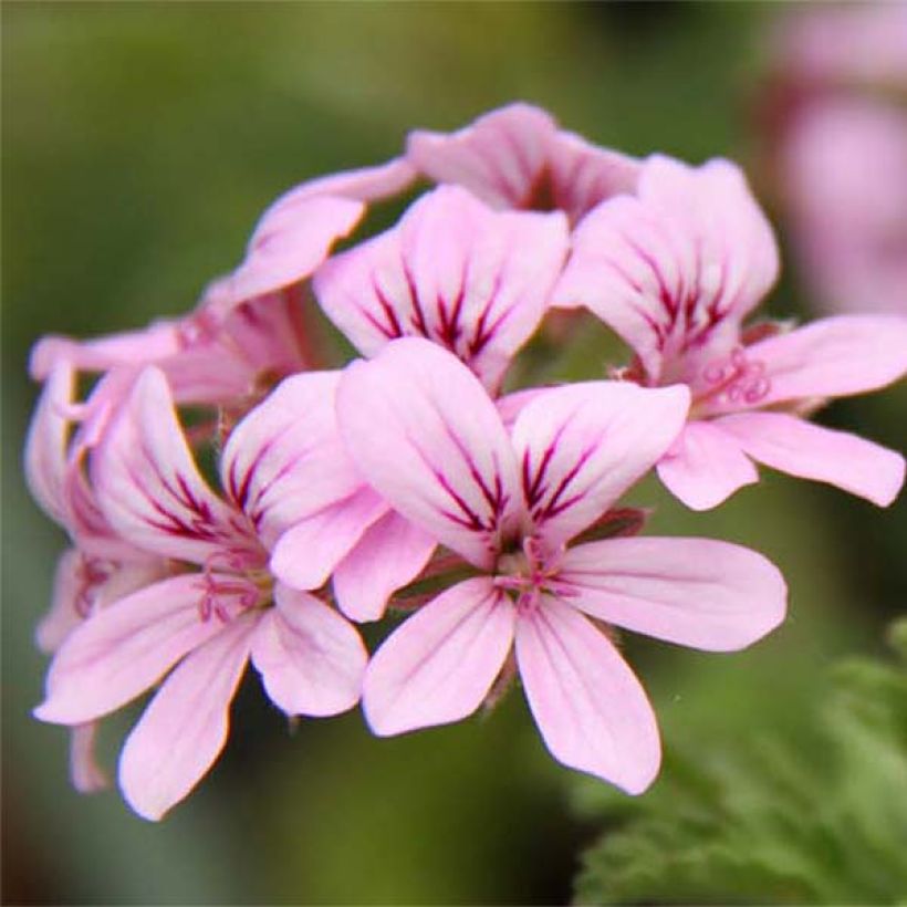 Tuoksupelargoni Grey Lady Plymouth (Kukinta)