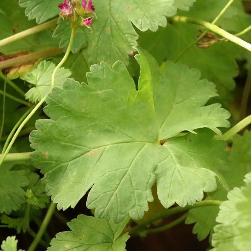 Kookospelargoni - Pelargonium grossularioides (Lehvistö)