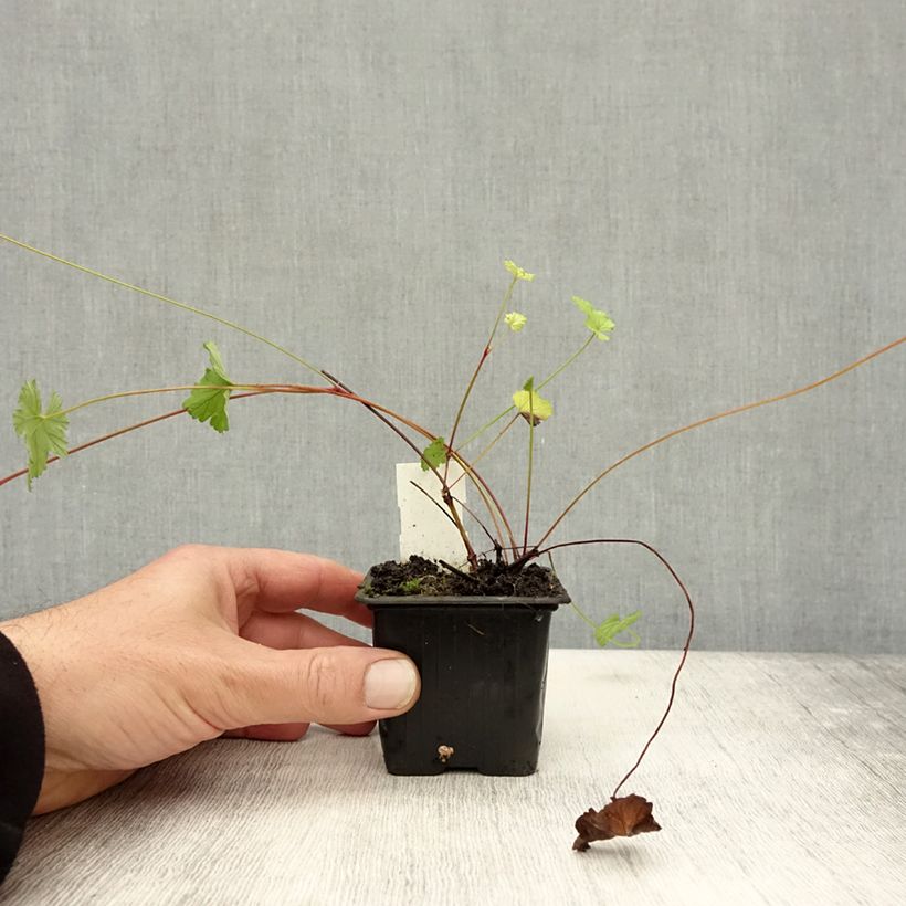 Esimerkki syksyllä toimitetusta Kookospelargoni - Pelargonium grossularioides 8/9 cm taimiruukku-taimesta