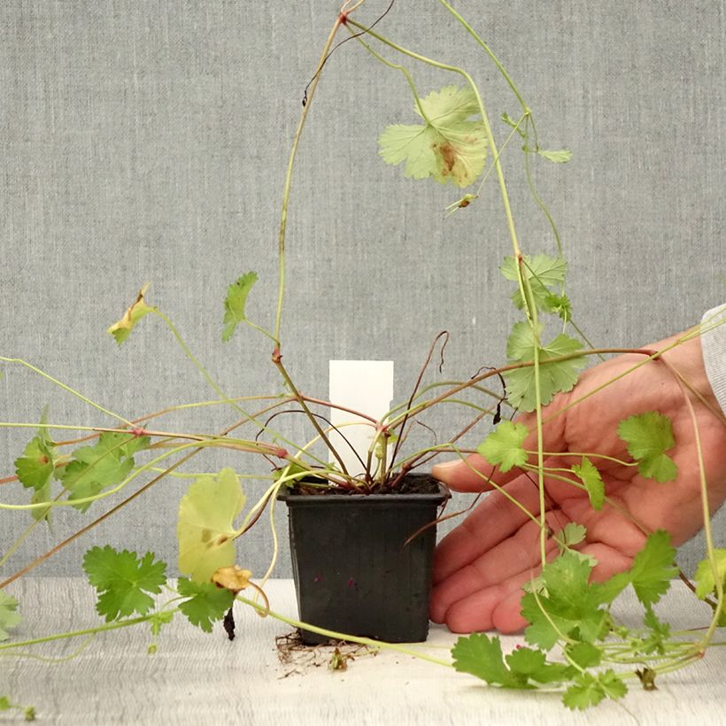 Esimerkki kesällä toimitetusta Kookospelargoni - Pelargonium grossularioides 8/9 cm taimiruukku-taimesta