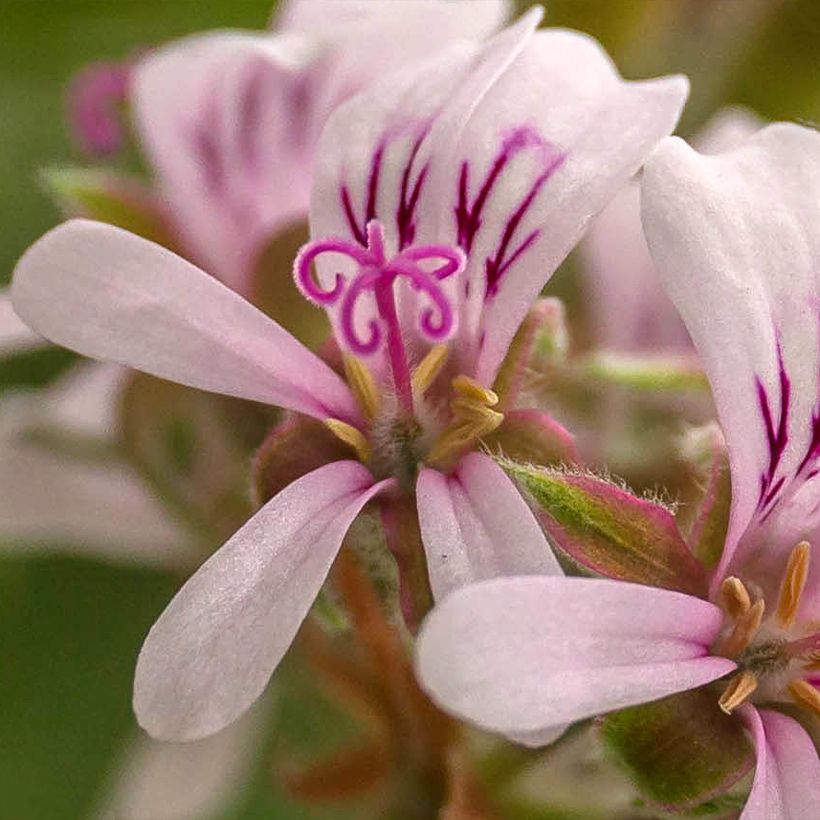 Tuoksupelargoni Candy Dancer (Kukinta)