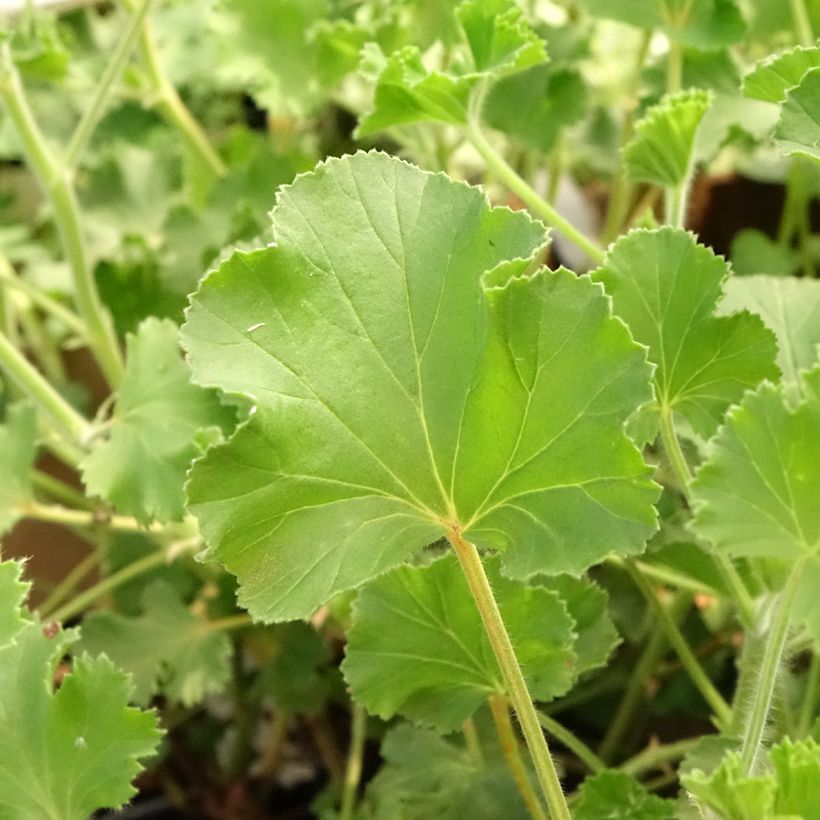 Tuoksupelargoni Cola Bottles (Lehvistö)