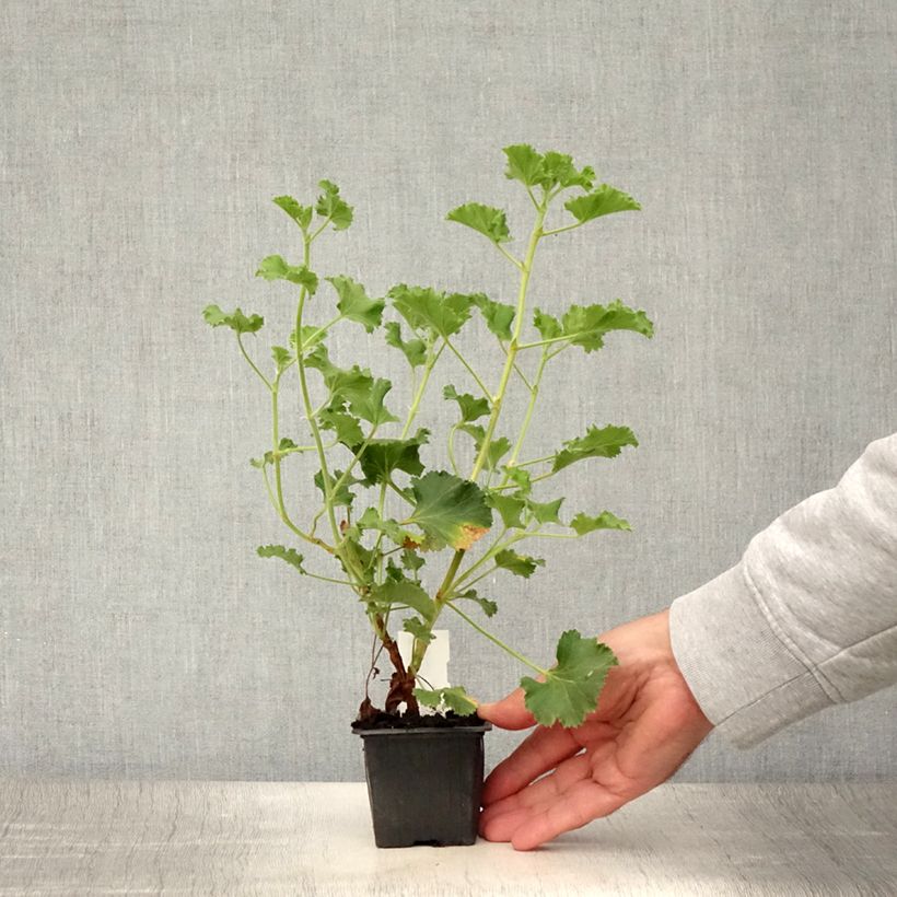 Esimerkki kesällä toimitetusta Pelargonium odorant Cola Bottles - Géranium parfum Coca Cola Godet de 8/9 cm-taimesta