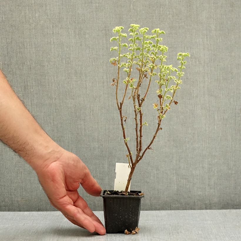 Esimerkki kesällä toimitetusta Sitruunapelargoni Variegatum 7/8 cm taimiruukku-taimesta
