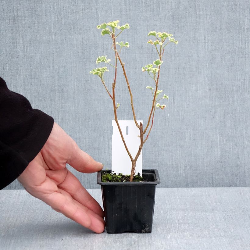 Esimerkki keväällä toimitetusta Sitruunapelargoni Variegatum 7/8 cm taimiruukku-taimesta