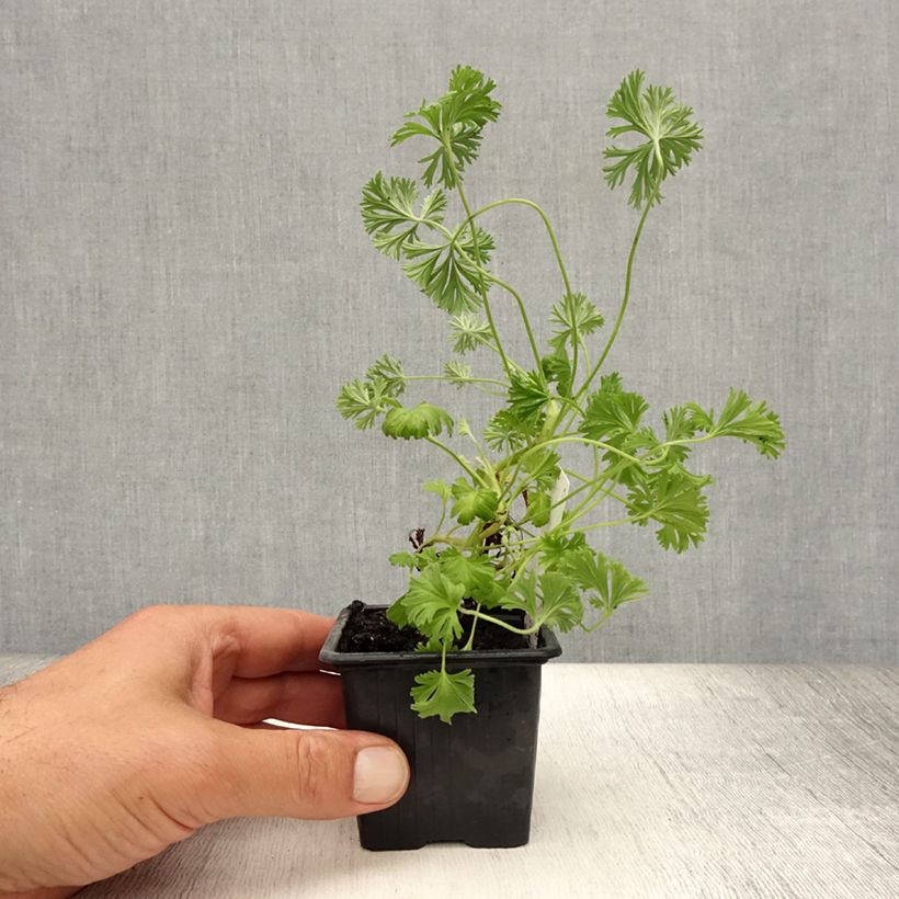 Esimerkki kesällä toimitetusta Pelargonium odorant Deerwood Lavender - Géranium parfum lavande Godet de 8/9 cm-taimesta