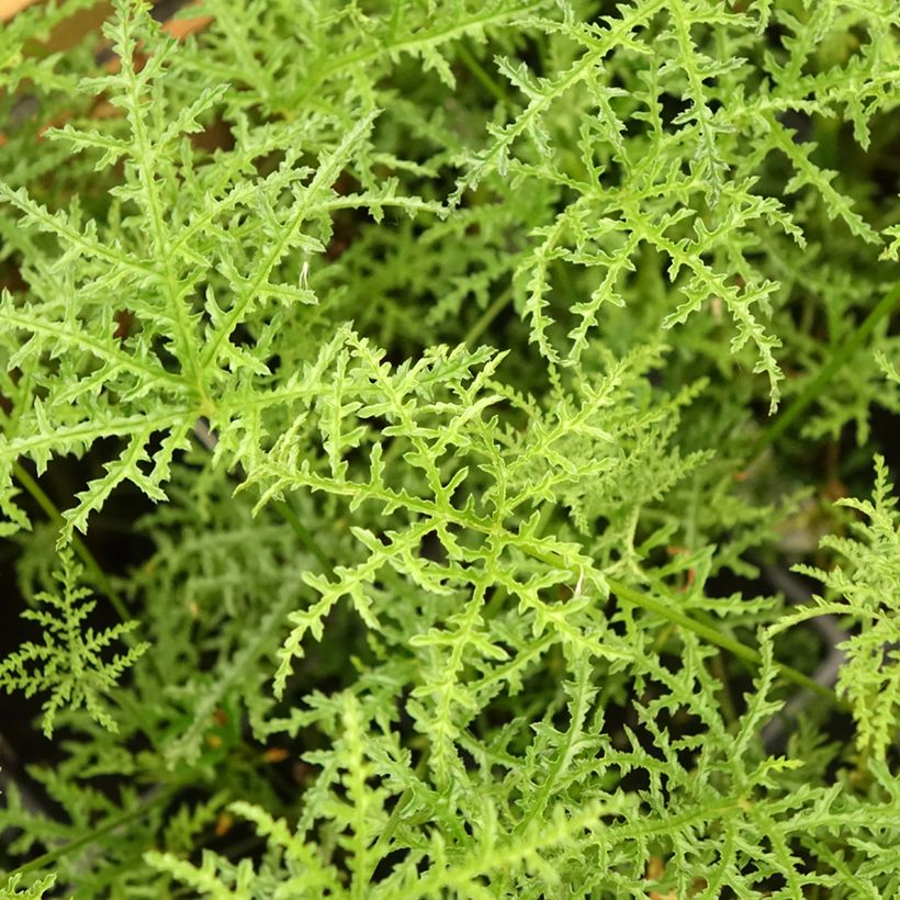 Tuoksupelargoni Filicifolium (Lehvistö)