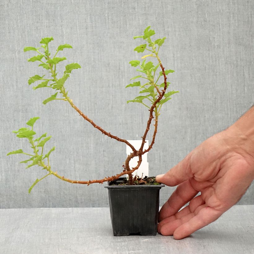 Esimerkki kesällä toimitetusta Tuoksupelargoni - Pelargonium greytonense 8/9 cm taimiruukku-taimesta