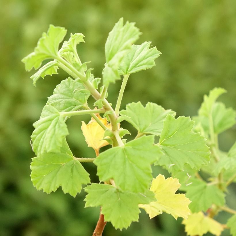 Tuoksupelargoni - Pelargonium greytonense (Lehvistö)