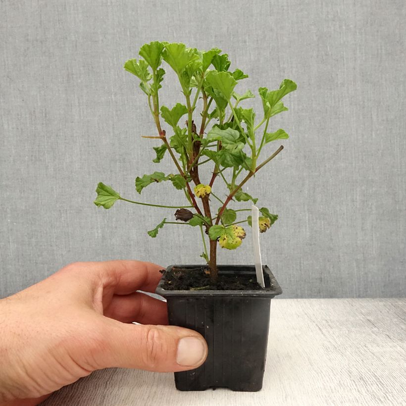 Esimerkki keväällä toimitetusta Tuoksupelargoni Kettlebaston 8/9 cm taimiruukku-taimesta