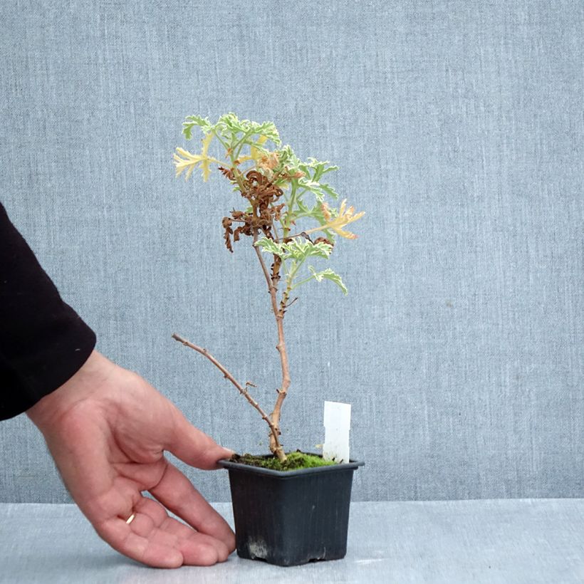 Esimerkki syksyllä toimitetusta Tuoksupelargoni Lady Plymouth 8/9 cm taimiruukku-taimesta
