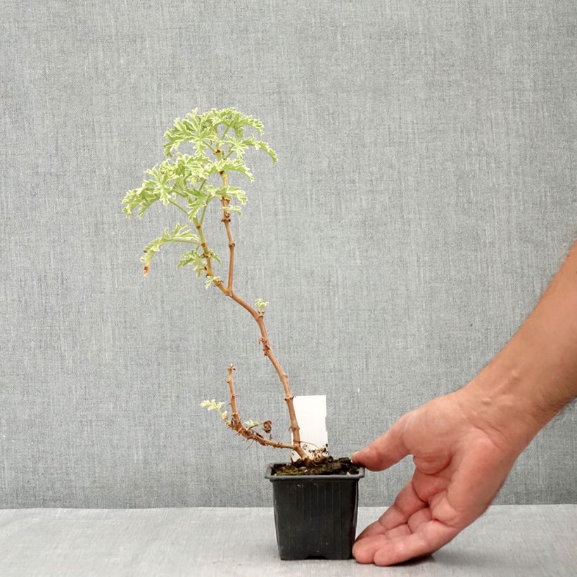 Esimerkki kesällä toimitetusta Tuoksupelargoni Lady Plymouth 8/9 cm taimiruukku-taimesta