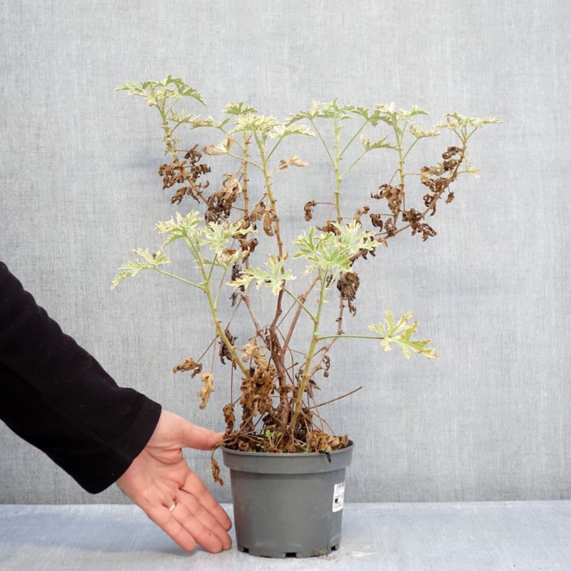 Esimerkki talvella toimitetusta Tuoksupelargoni Lady Plymouth 1,5 litran / 2 litran kannu-taimesta