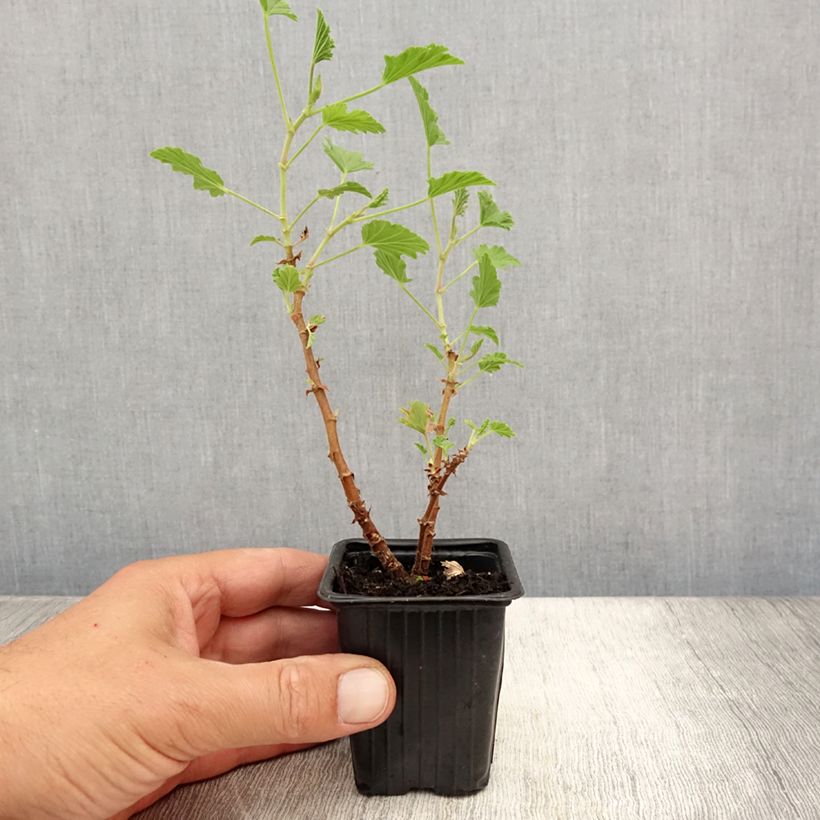 Esimerkki kesällä toimitetusta Pélargonium odorant Lemon fancy - Géranium d'odeur au puissant parfum de citronelle. Godet de 7/8 cm-taimesta