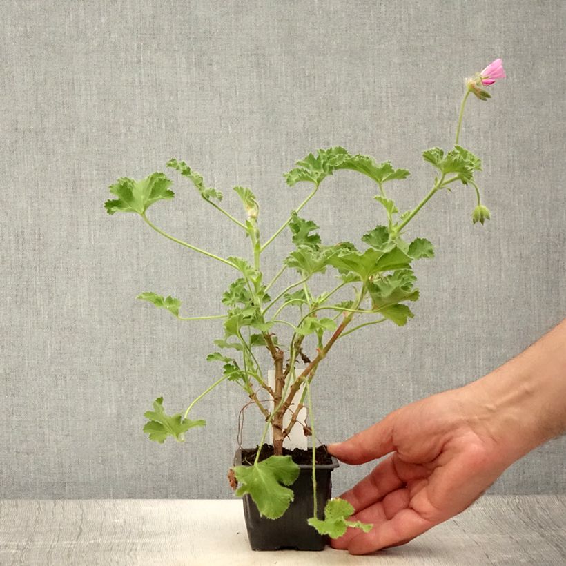 Esimerkki kesällä toimitetusta Tuoksupelargoni Pink Capricorn 8/9 cm taimiruukku-taimesta