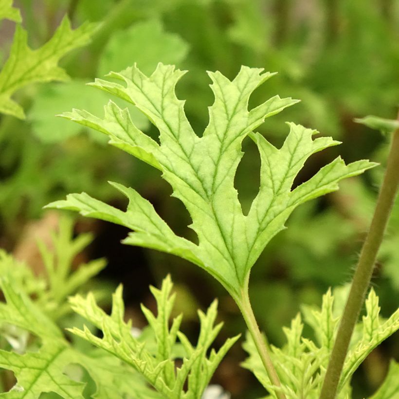 Tuoksupelargoni - Pelargonium pseudoglutinosum (Lehvistö)