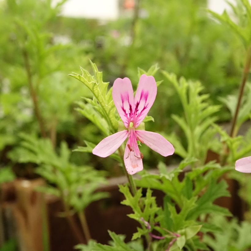 Tuoksupelargoni - Pelargonium pseudoglutinosum (Kukinta)
