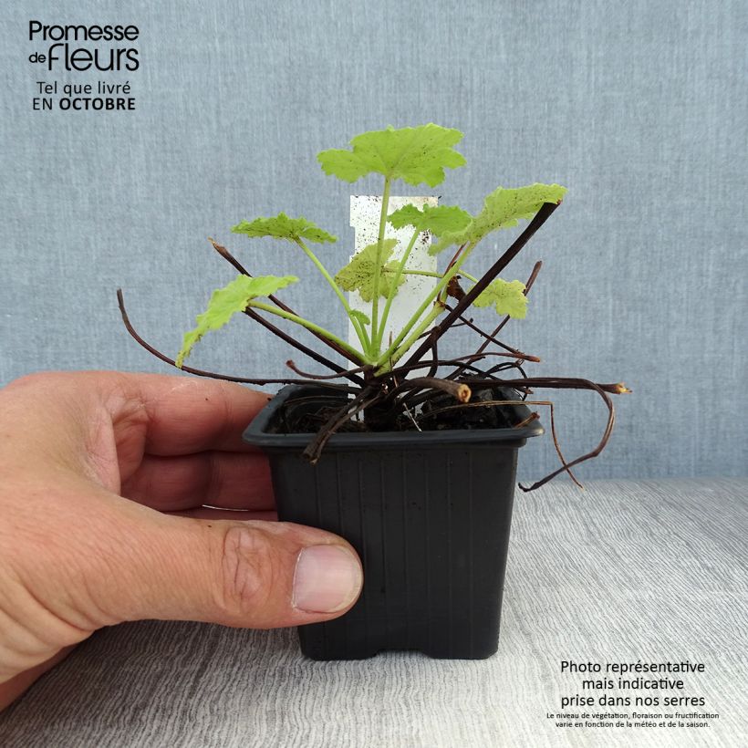 Esimerkki syksyllä toimitetusta Tuoksupelargoni - Pelargonium pseudoglutinosum 8/9 cm taimiruukku-taimesta