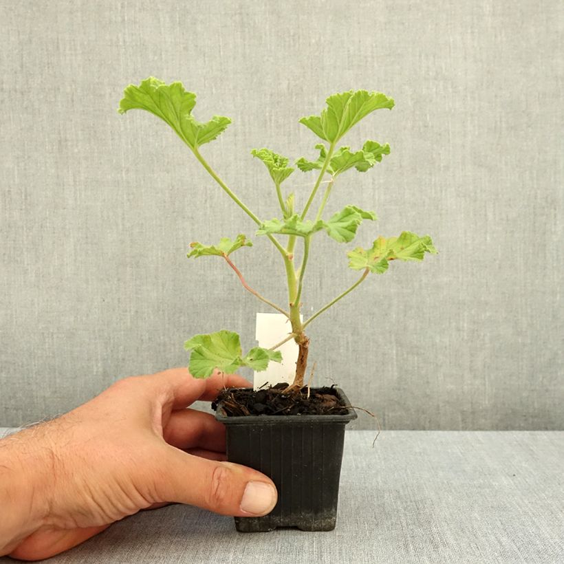 Esimerkki kesällä toimitetusta Tuoksupelargoni Purple Unique 8/9 cm taimiruukku-taimesta