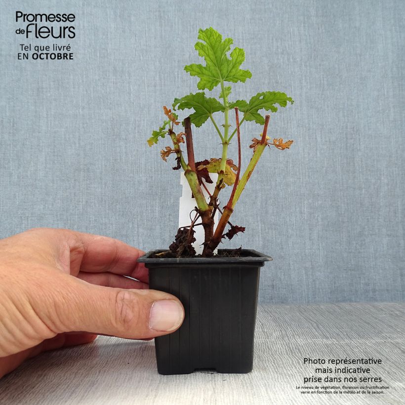 Esimerkki syksyllä toimitetusta Tuoksupelargoni Royal Oak 8/9 cm taimiruukku-taimesta