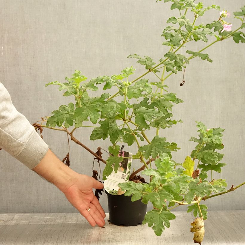 Esimerkki syksyllä toimitetusta Tuoksupelargoni Royal Oak 1,5 litran / 2 litran kannu-taimesta