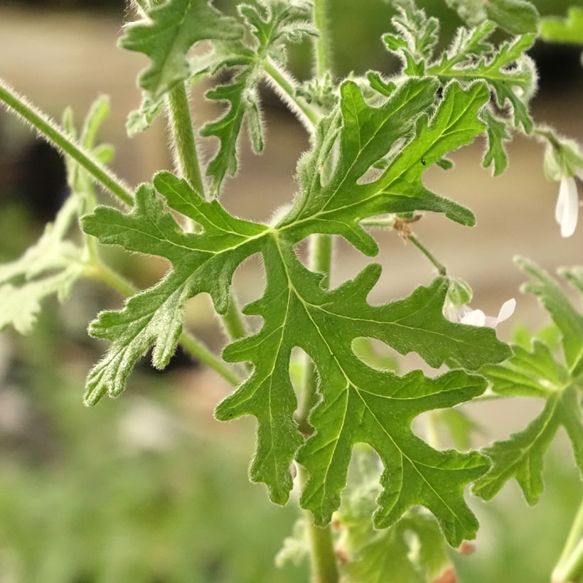 Tuoksupelargoni White Graveolens (Lehvistö)