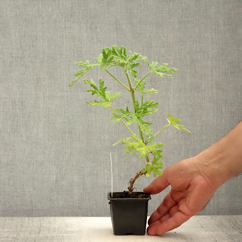 Esimerkki kesällä toimitetusta Pelargonium odorant White Graveolens - Géranium à forte odeur Godet de 8/9 cm-taimesta