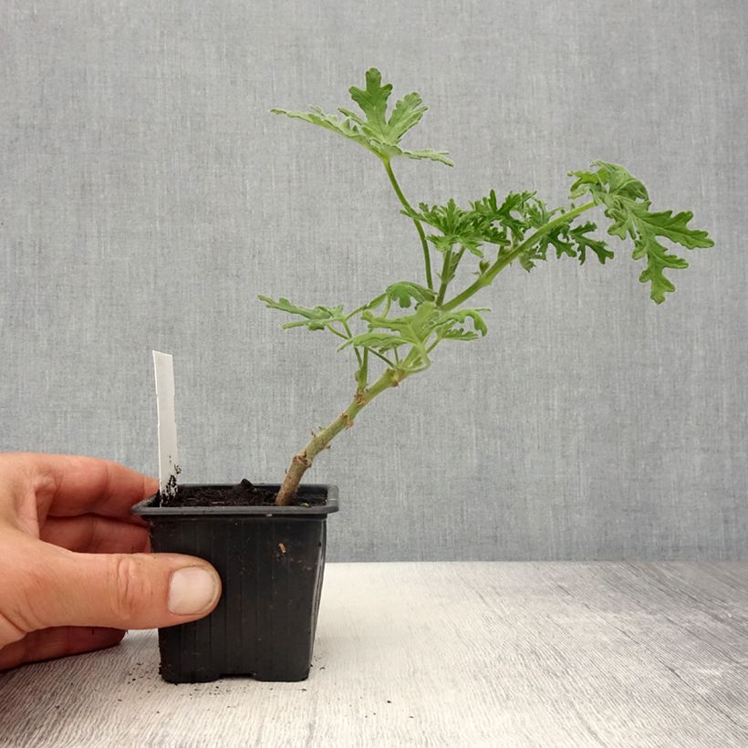 Esimerkki keväällä toimitetusta Tuoksupelargoni White Graveolens 8/9 cm taimiruukku-taimesta