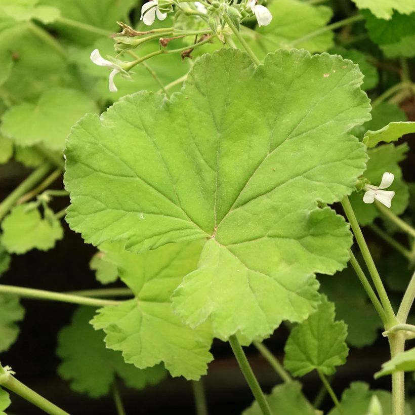 Omenapelargoni - Pelargonium odoratissimum (Lehvistö)