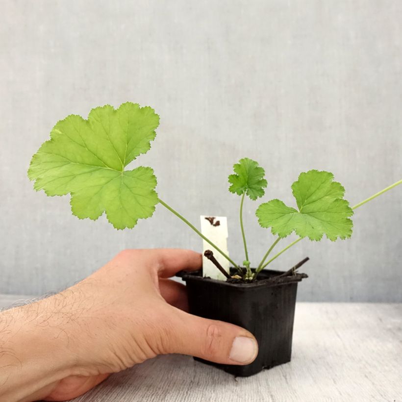 Esimerkki syksyllä toimitetusta Omenapelargoni - Pelargonium odoratissimum 8/9 cm taimiruukku-taimesta
