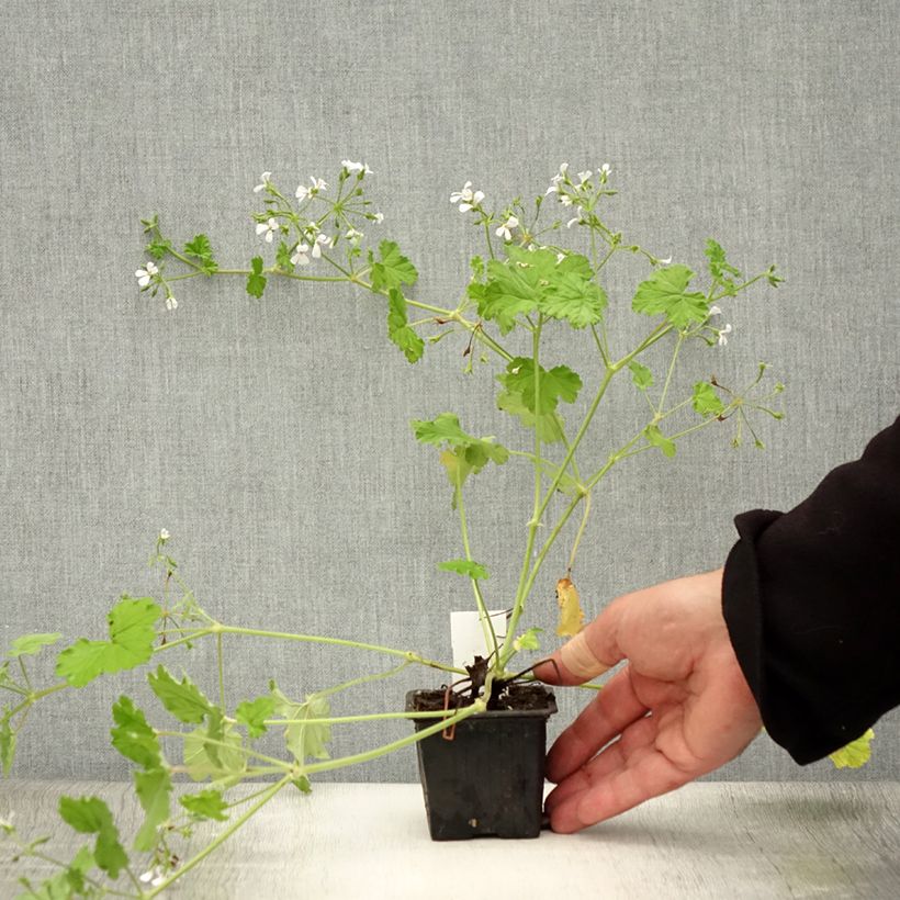 Esimerkki kesällä toimitetusta Pelargonium odoratissimum - Géranium botanique parfum pomme Godet de 8/9 cm-taimesta