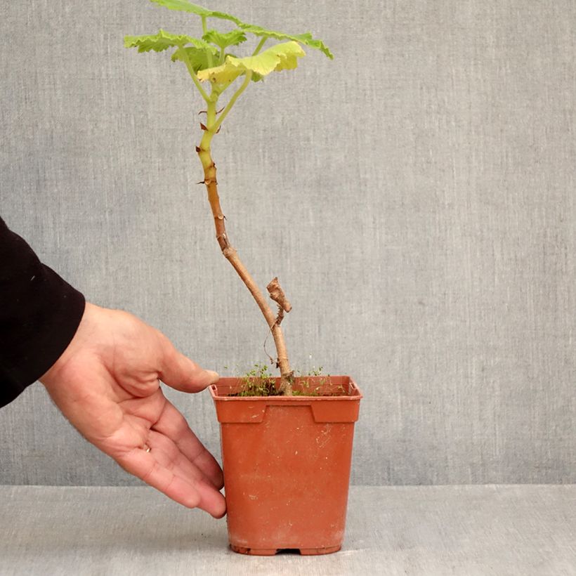 Esimerkki syksyllä toimitetusta Pelargoni - Pelargonium papilionaceum 1 litran / 1,5 litran ruukku-taimesta