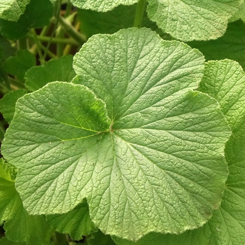 Pelargoni - Pelargonium papilionaceum (Lehvistö)
