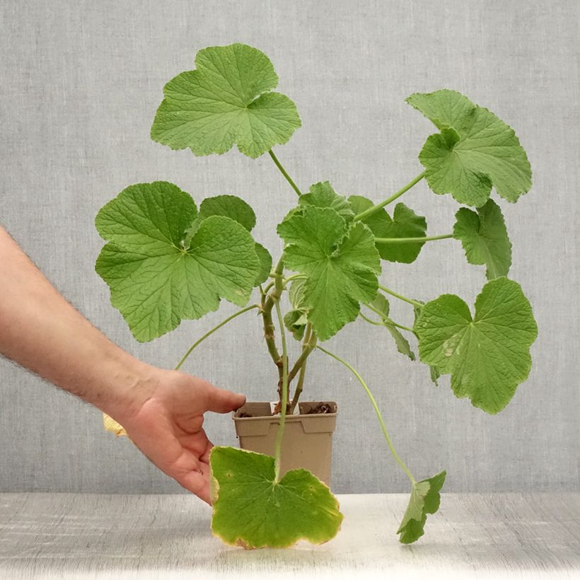 Esimerkki kesällä toimitetusta Pelargonium papilionaceum - Géranium botanique au parfum de citron Pot de 1L/1,5L-taimesta