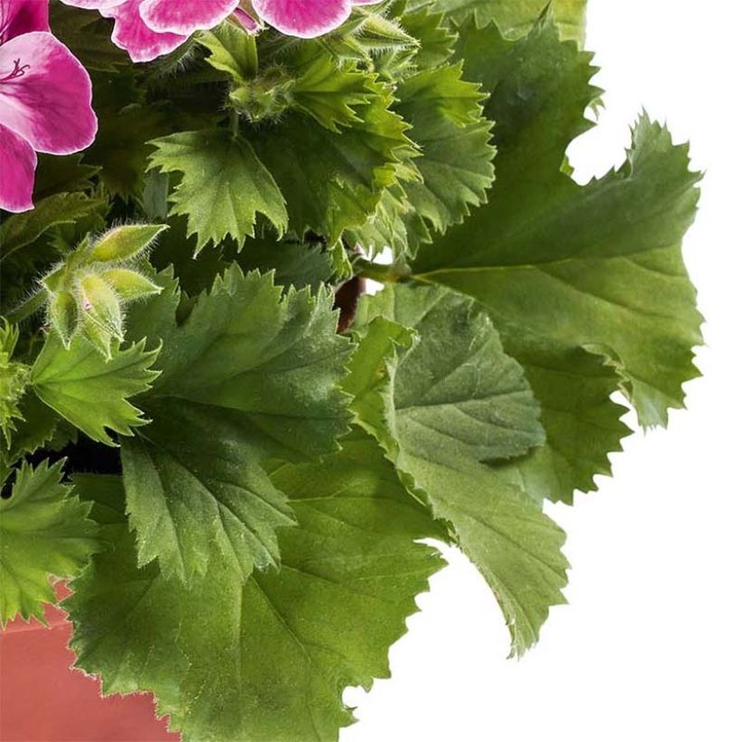 Enkelipelargoni Pinkerbell (Lehvistö)