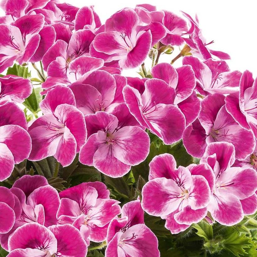 Enkelipelargoni Pinkerbell (Kukinta)