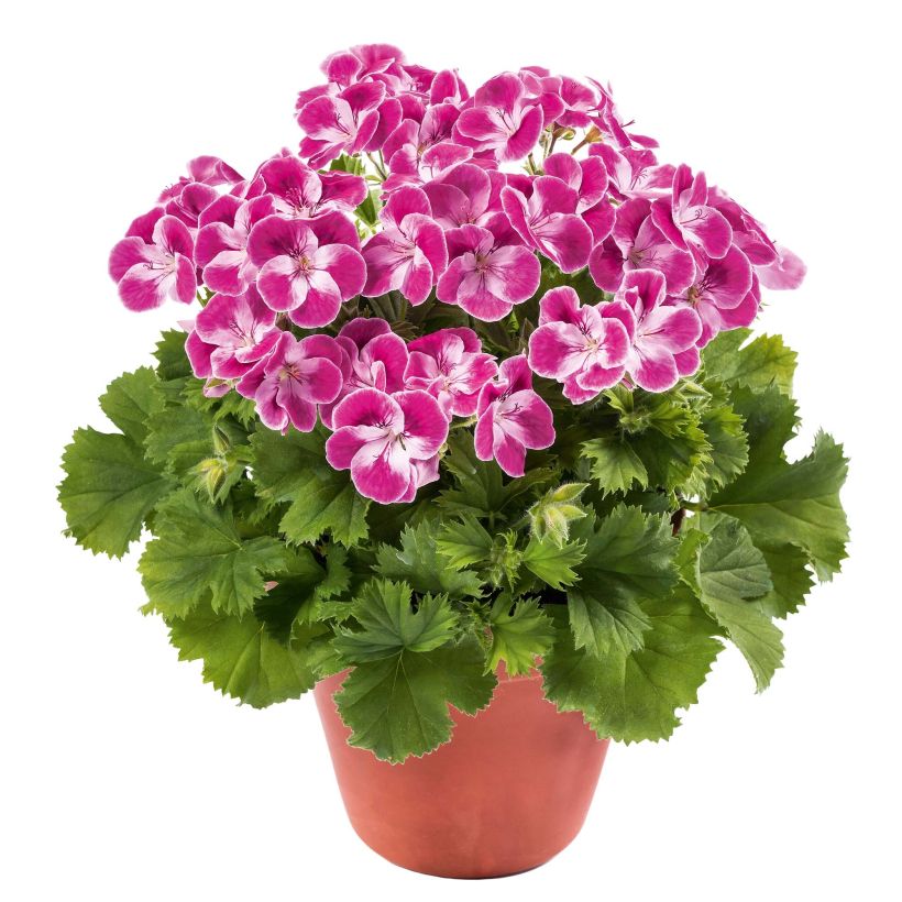 Enkelipelargoni Pinkerbell (Kasvutapa)