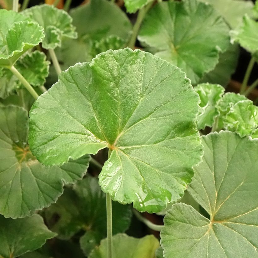 Pelargoni - Pelargonium reniforme x sidoides (Lehvistö)