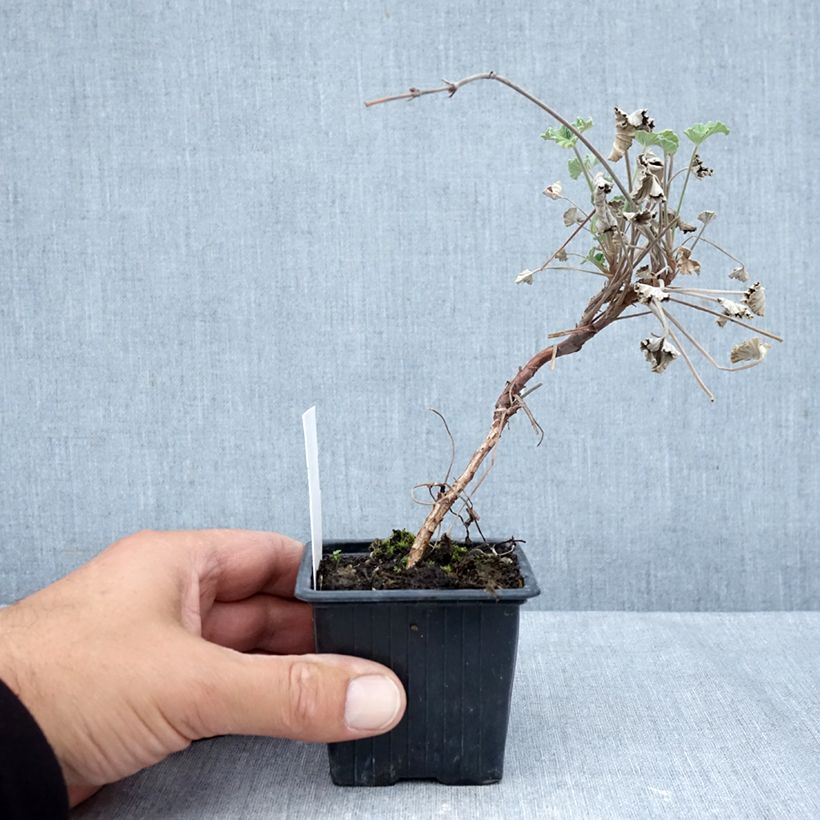 Esimerkki syksyllä toimitetusta Pelargoni - Pelargonium reniforme x sidoides 8/9 cm taimiruukku-taimesta