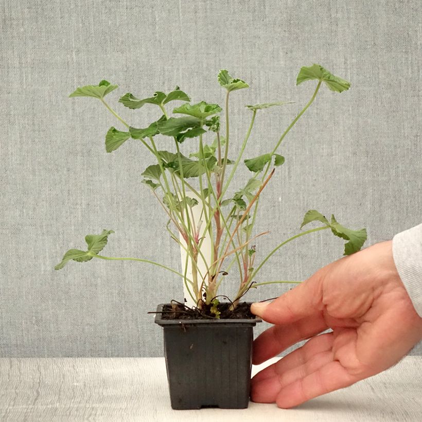 Esimerkki kesällä toimitetusta Pelargoni - Pelargonium reniforme x sidoides 8/9 cm taimiruukku-taimesta