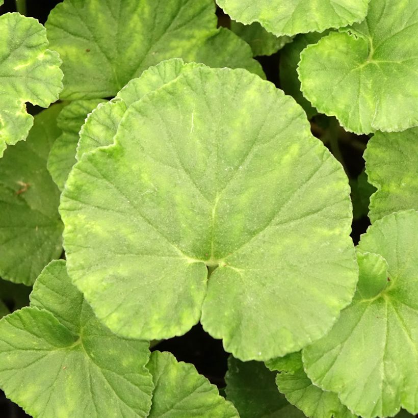 Pelargoni - Pelargonium reniforme (Lehvistö)
