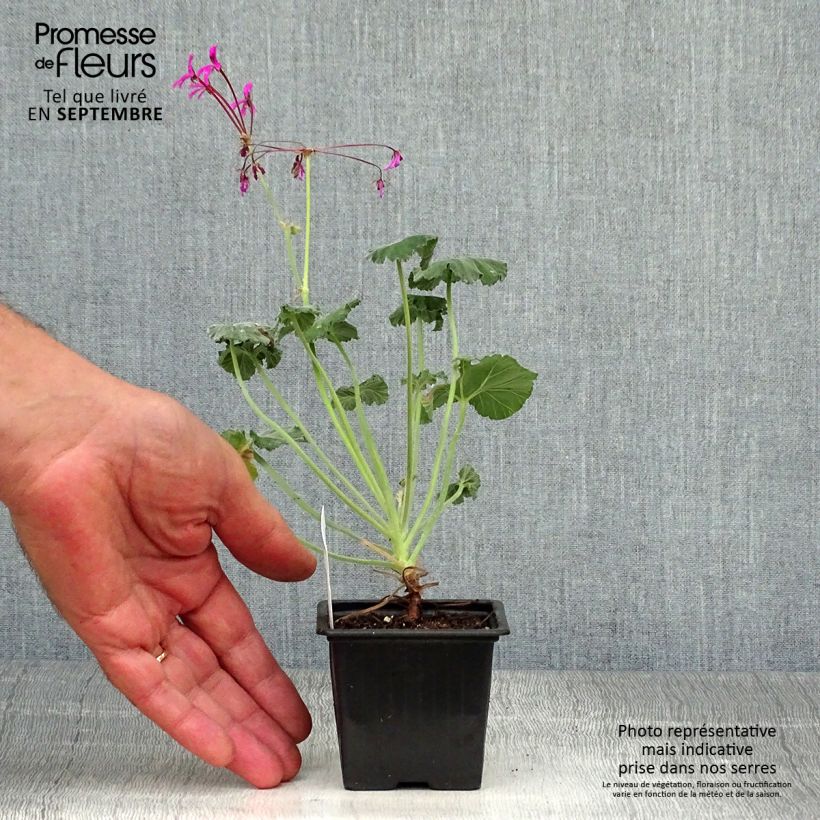 Esimerkki syksyllä toimitetusta Pelargoni - Pelargonium reniforme 8/9 cm taimiruukku-taimesta