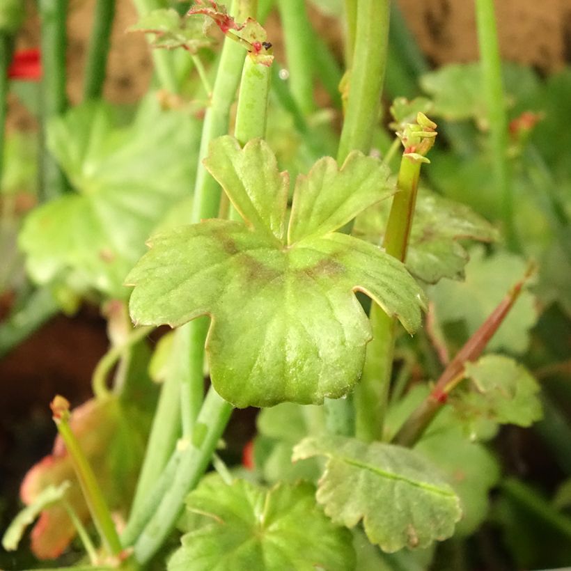 Pelargoni - Pelargonium tetragonum (Lehvistö)