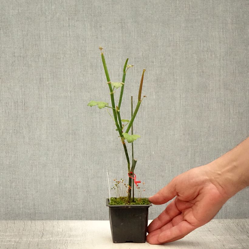 Esimerkki kesällä toimitetusta Pelargoni - Pelargonium tetragonum 8/9 cm taimiruukku-taimesta