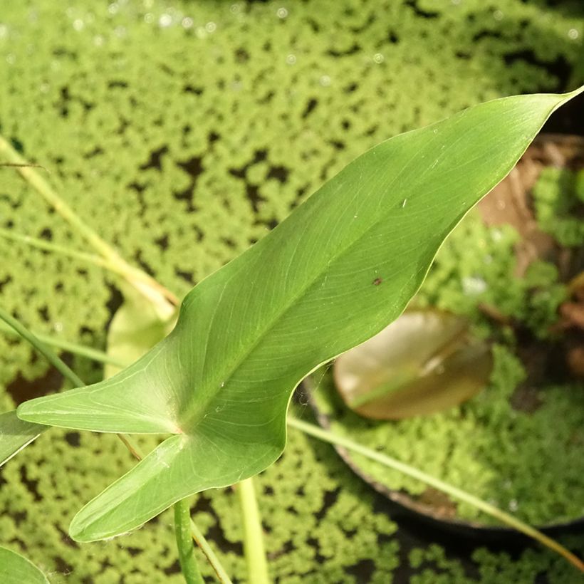 Peltandra virginica (Lehvistö)